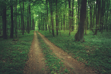Fototapeta na wymiar Ground road through green leafy dark forest