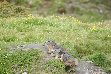 Alpine Marmot Marmota Marmota Switzerland Alps Mountains