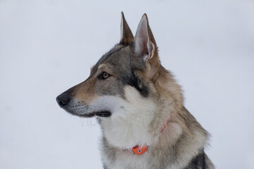 Portrait of cute czechoslovak wolfdog. Isolated on a white background. Pet animals.