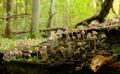 Naklejka na ściany i meble Old stump moss wrapped with some fungus