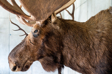 ELCH . ELK . MOOSE