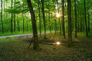 The dirt road and sunshine in the green forest