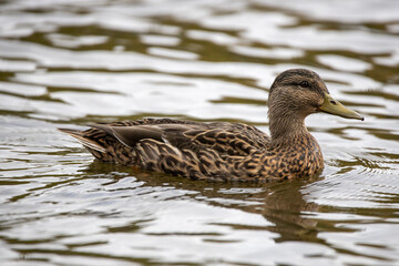 Female duck on the lake