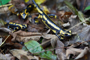  Fire salamander Salamandra salamandra Portrait Amphibian