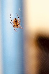 spider on the web
