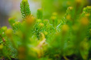 close up of pine needles