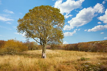 On a hike Helløya island around a wonderful autumn day in northern Norway