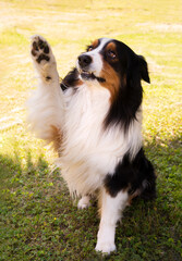 Australian shepherd dog outdoors on green grass