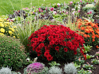 Massif de chrysanthèmes ou marguerites d'automne à grosses fleurs rouges (Chrysanthemum hortorum)