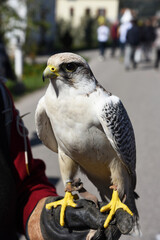 falco aquila uccello 