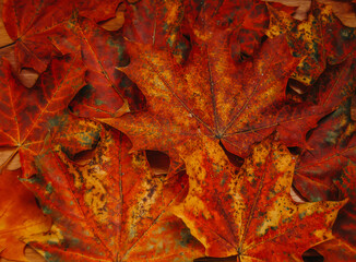 Macro photo of red and orange maple  fallen leaves. Autumn background.