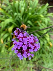 bee on lavender