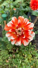 red dahlia flower