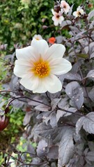 white flower in the garden