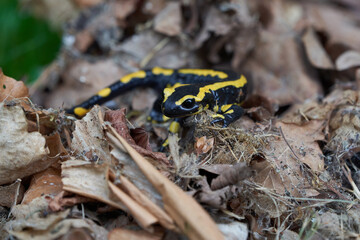  Fire salamander Salamandra salamandra Portrait Amphibian 