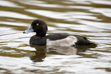 Bluebill duck on the lake