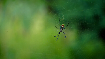 spider on the web