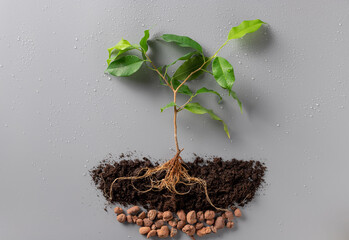 young green plant with soil and drainage on gray background with water drops. Concept of the environment World Earth Day. New life plant. flat lay