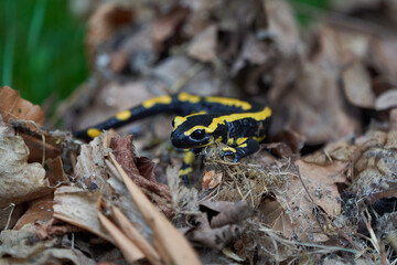  Fire salamander Salamandra salamandra Portrait Amphibian 