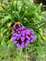 bee on lavender