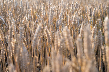 Fototapeta premium Weath cereal field in Serbia in the summer