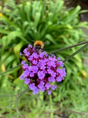 bee on lavender