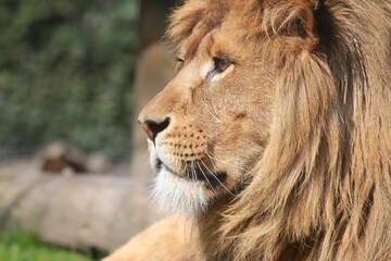 wild Lion roaring with proud standing 