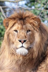 Fototapeta na wymiar wild Lion roaring with proud standing 