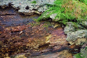 Texture of an old tree with moss and lichen
