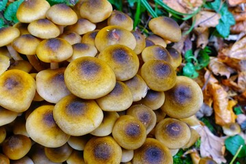 Forest mushrooms honey agarics in the forest