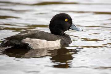 Bluebill duck on the lake