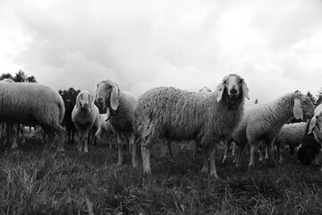 pecore gregge bianco e nero lana pecora 