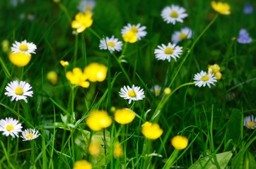 Daisies at the meadow	