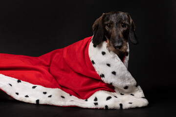 Royal small Dachshund dog wearing a red mantle on a dark background. A portrait of a cute looking...
