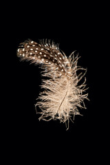 Brown bird's feather with white flecks isolated on a black background