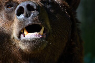 The brown bear (Ursus arctos) is a large bear species found across Eurasia and North America. In North America, the populations of brown bears are called grizzly bears.