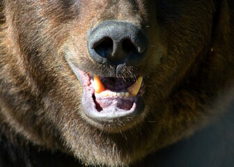 The brown bear (Ursus arctos) is a large bear species found across Eurasia and North America. In...