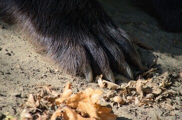 Brown bear's clawed paw