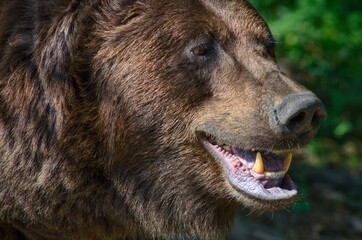 The brown bear (Ursus arctos) is a large bear species found across Eurasia and North America. In North America, the populations of brown bears are called grizzly bears.