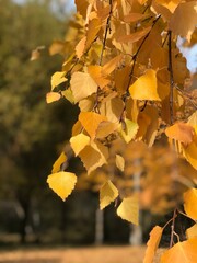 yellow leaves