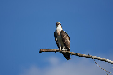Osprey nest Osprey family of immature and adult individuals 