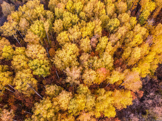 Aerial top down landscape view over yellow autumn forest with birch trees during sunset, Samara, Russia © VarnakovR