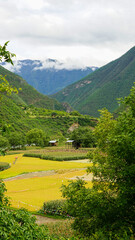 rice field in the mountains