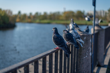 Several pigeons sitting on an iron fence near a pond in the park.