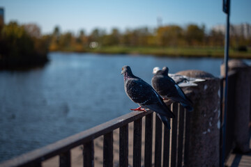 Several pigeons sit on an iron fence near a pond in the park.