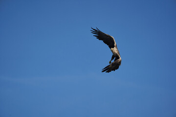 White tailed Eagle Catching eel Raptor Lake Hunting