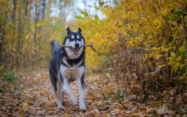 Siberian husky dog on a walk in the autumn Park with yellow leaves