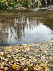 Fototapeta na wymiar autumn leaves on the water