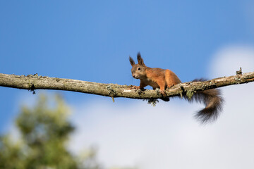 Red squirrel (Sciurus vulgaris) climbing on a branch on a sunny autumn day in Estonian nature © Kersti Lindström