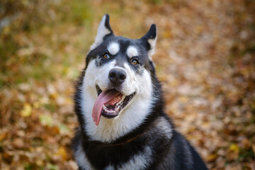 Siberian husky dog on a walk in the autumn Park with yellow leaves